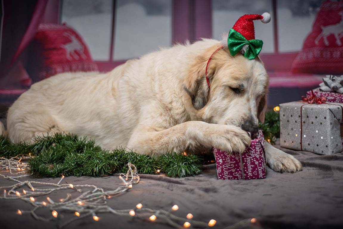 DIY-Anleitung: Adventskalender für Hunde selbst machen - DIY-Anleitung: Adventskalender für Hunde selbst machen