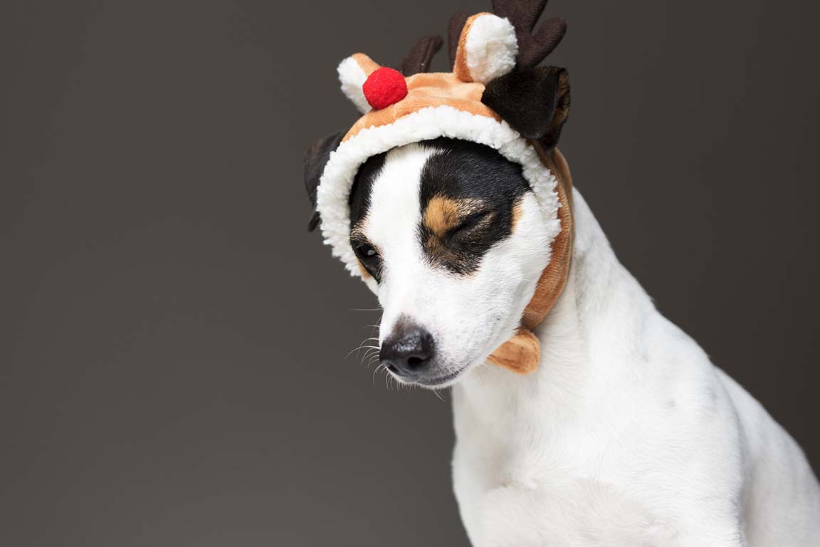 Weihnachten im Hundenapf – Darauf sollten Sie achten - Weihnachten im Hundenapf – Darauf sollten Sie achten