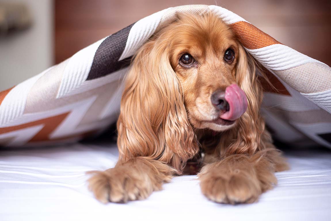 Ist getreidefreies Hundefutter sinnvoll? - Ist getreidefreies Hundefutter besser für Hunde?
