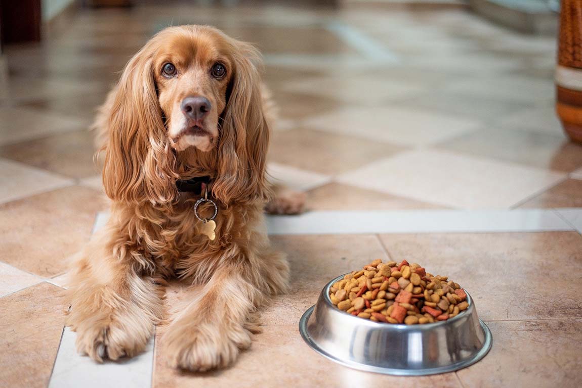 Inhaltsstoffe im Hundefutter – so erkennen Sie gutes Futter - Inhaltsstoffe im Hundefutter – so erkennen Sie gutes Futter