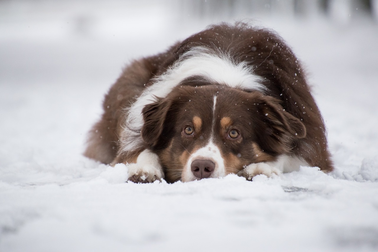 7 Tipps wie dein Hund gut durch den Winter kommt - 7 Tipps wie dein Hund gut durch den Winter kommt
