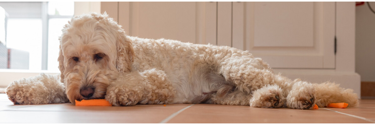 Sind Hunde Fleischfresser oder Allesfresser? - Sind Hunde Fleischfresser oder Allesfresser? 