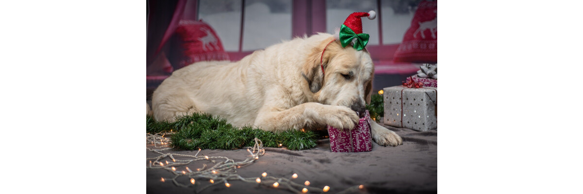 DIY-Anleitung: Adventskalender für Hunde selbst machen - DIY-Anleitung: Adventskalender für Hunde selbst machen