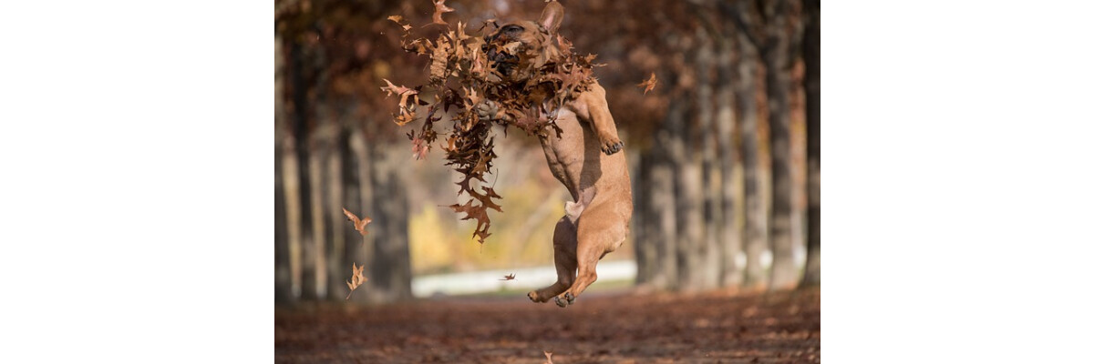 Parasiten beim Hund im Herbst – Hirschlausfliegen, Zecken &amp; Co. - Parasiten beim Hund – Hirschlausfliegen, Zecken &amp; Co.