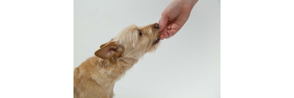 Vergiftung beim Hund - Anzeichen, Symptome und Erste Hilfe - Vergiftung beim Hund &amp;#10148; Anzeichen, Symptome und Erste Hilfe