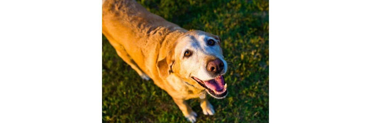 Darauf sollte man bei der Ernährung von älteren Hunden achten - Hundefutter für Senioren – Tipps für die Ernährung älterer Hunde