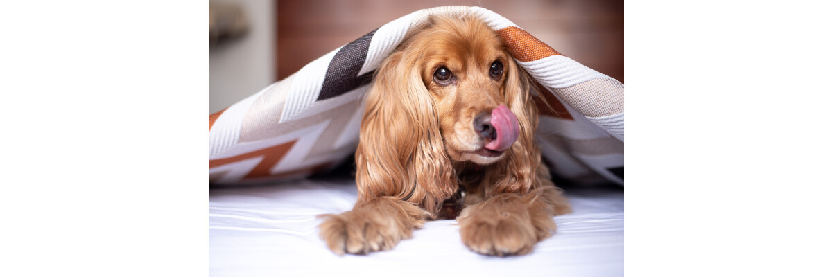 Ist getreidefreies Hundefutter sinnvoll? - Ist getreidefreies Hundefutter besser für Hunde?