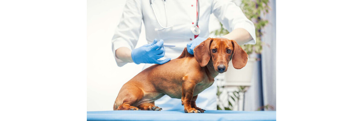 Welche Impfungen braucht mein Hund? - Welche Impfungen braucht mein Hund?