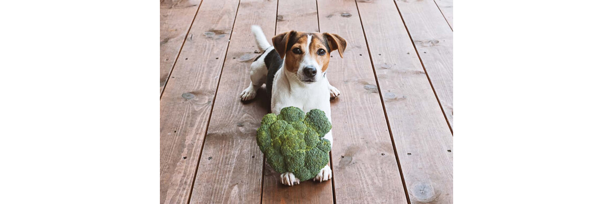 Dürfen Hunde Obst und Gemüse fressen?  - Dürfen Hunde Obst und Gemüse fressen? 