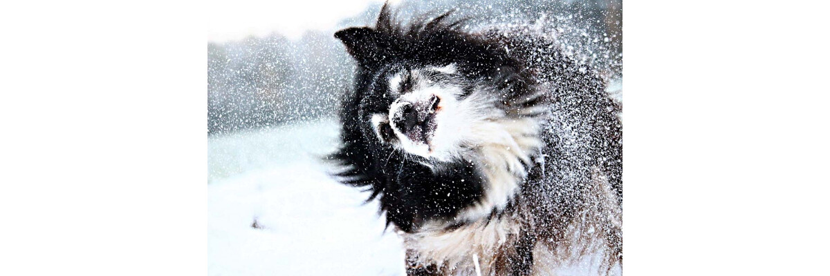 Der Hund ist kein Wolf mehr!  - Welche Vorteile bietet Hundebekleidung? - Der Hund ist kein Wolf mehr!  - Welche Vorteile bietet Hundebekleidung?
