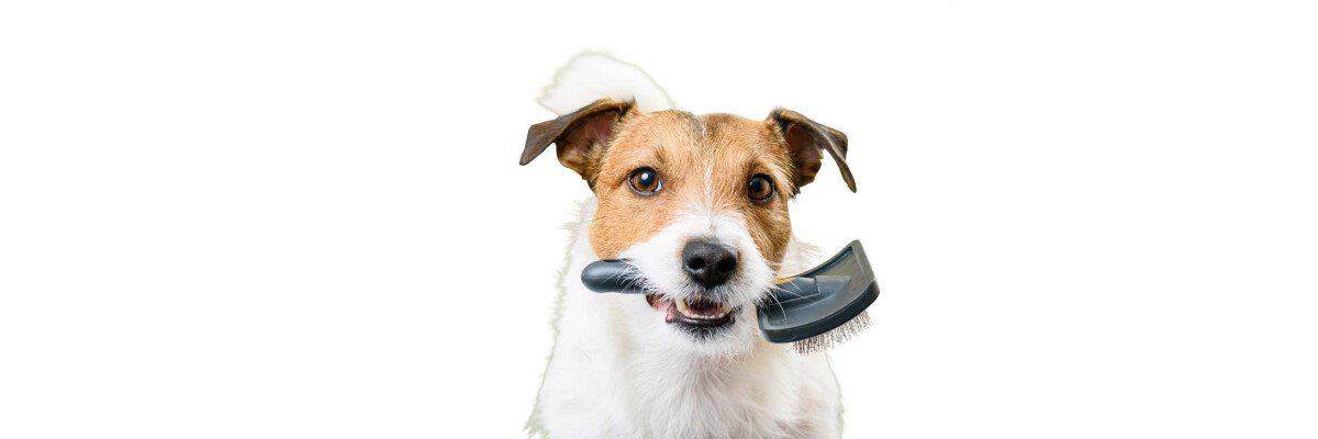Von der Winterrüstung zur Frühlingsfrisur: Der Fellwechsel bei Deinem Hund. - Von der Winterrüstung zur Frühlingsfrisur: Der Fellwechsel bei Deinem Hund.
