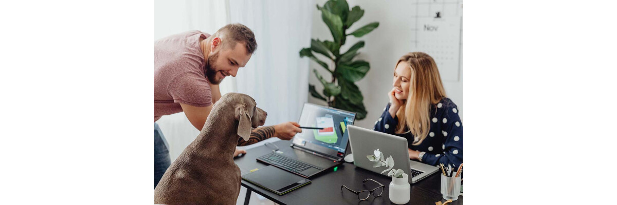 Hund im Büro: Vorteile von Bürohunden - Hund im Büro &amp;#10132; Vorteile von Bürohunden