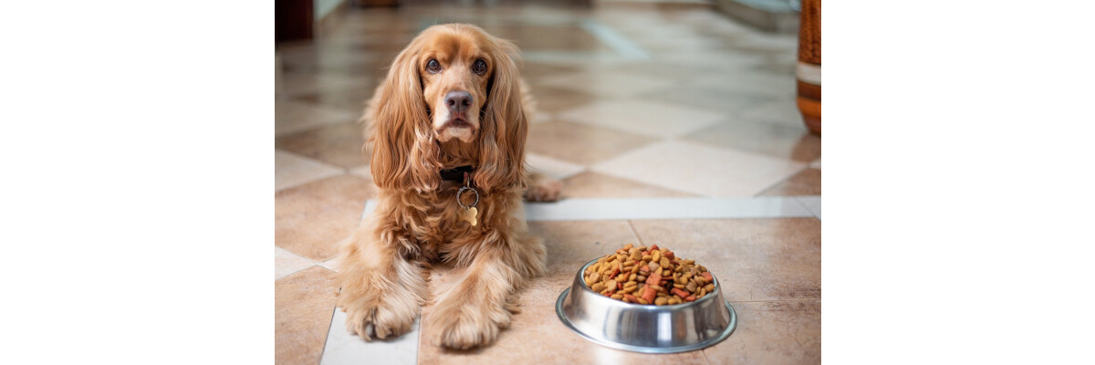 Inhaltsstoffe im Hundefutter – so erkennen Sie gutes Futter - Inhaltsstoffe im Hundefutter – so erkennen Sie gutes Futter