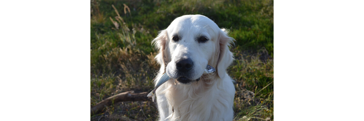 Dürfen Hunde Fisch fressen? Darauf sollten Sie achten! - Dürfen Hunde Fisch fressen? Darauf sollten Sie achten!