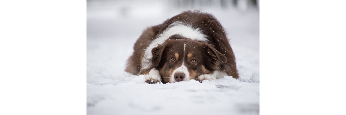 7 Tipps wie dein Hund gut durch den Winter kommt - 7 Tipps wie dein Hund gut durch den Winter kommt