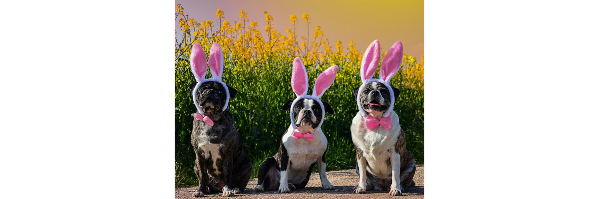 Suchspiele für Hunde - Tolle Ideen für Nasenarbeit - Suchspiele für Hunde - Tolle Ideen für Nasenarbeit