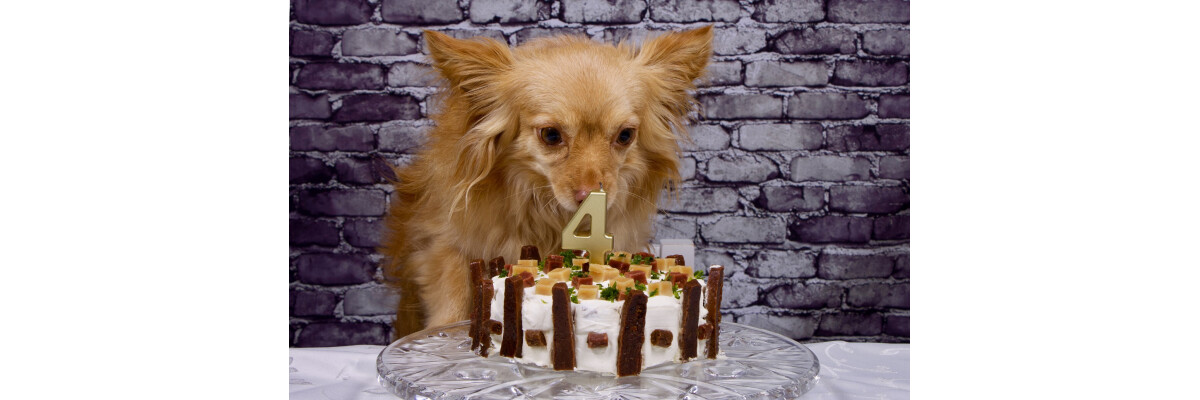 Snackies-Hundekuchen Rezept &amp; Bilder - Snackies-Hundekuchen Rezept &amp; Bilder
