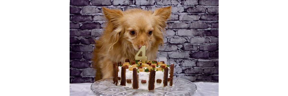 Snackies-Hundekuchen Rezept &amp; Bilder - Snackies-Hundekuchen Rezept &amp; Bilder