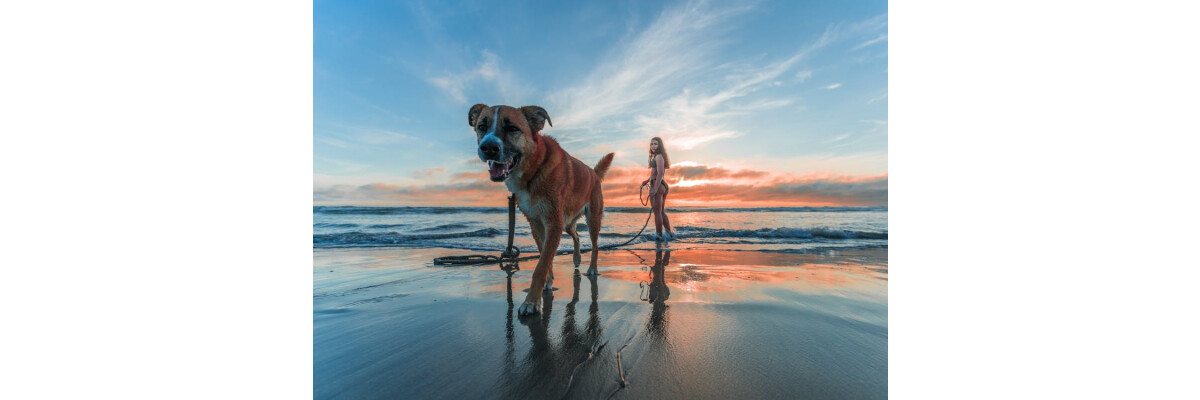 Am Hundestrand: So macht Schwimmen mit Hund Spaß - Am Hundestrand: So macht Schwimmen mit Hund Spaß