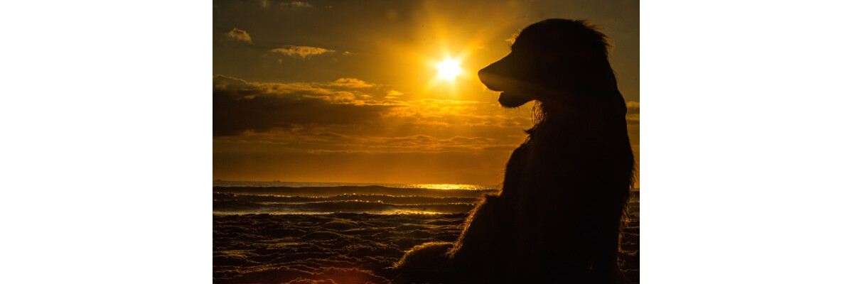 Am Hundestrand: So macht Schwimmen mit Hund Spaß - Am Hundestrand: So macht Schwimmen mit Hund Spaß