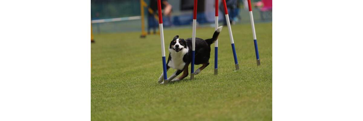 Die 5 beliebtesten Hundesportarten für dich und deinen Hund - Die 5 beliebtesten Hundesportarten für dich und deinen Hund