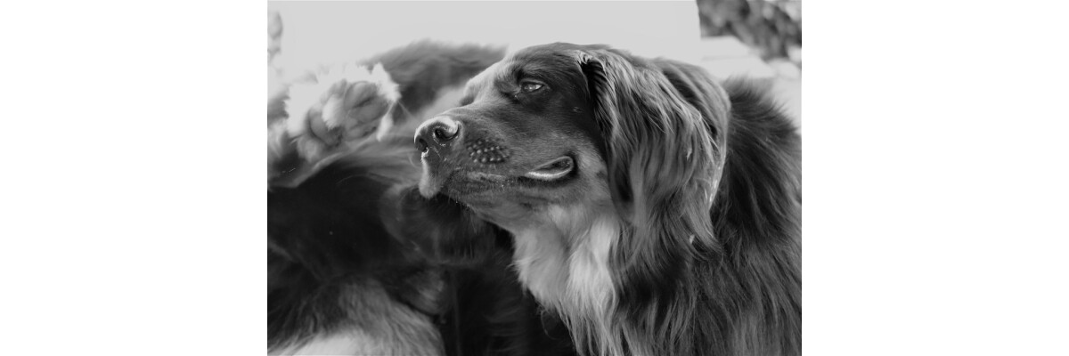 Allergie beim Hund - Erkennen und behandeln der häufigsten Allergien - Allergie beim Hund - Symptome und Therapiemöglichkeiten