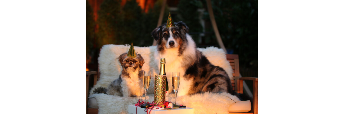 Silvesterangst beim Hund - So wird der Jahreswechsel entspannt! - Silvesterangst beim Hund - So wird der Jahreswechsel entspannt!