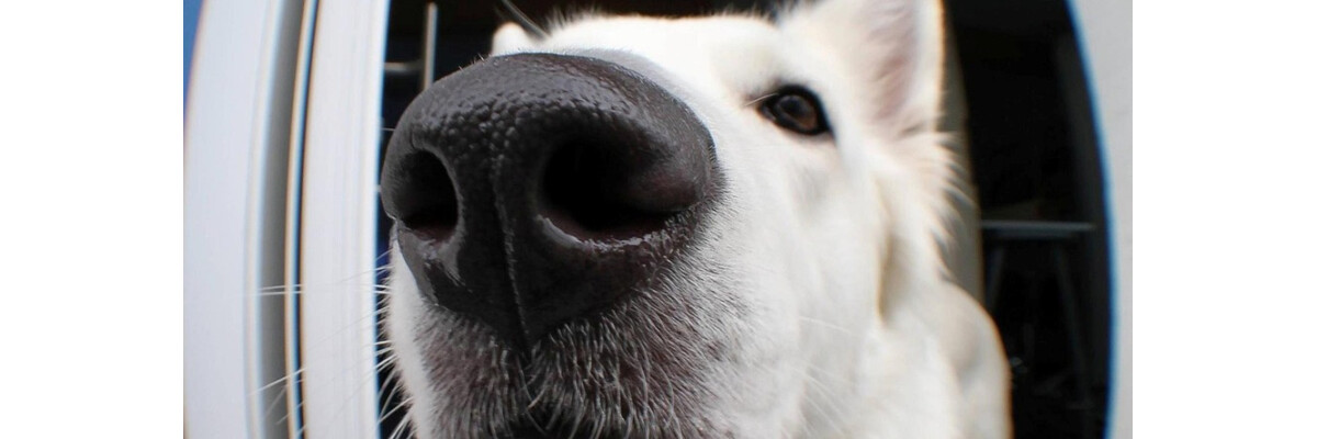 3 DIY Ideen für Schnüffelspiele mit deinem Hund - 3 DIY Ideen für Schnüffelspiele mit deinem Hund