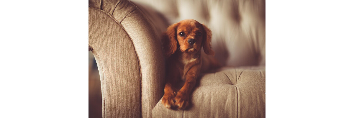 5 Life Hacks für Hundebesitzer - 5 Life Hacks für Hundebesitzer, die das Leben einfacher machen