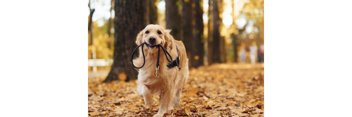 Sport, Spaß &amp; Spannung für Spaziergänge mit Hund - Sport, Spaß &amp; Spannung für Spaziergänge mit Hund