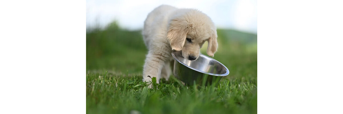 Hund mit Allergie - So funktioniert eine Ausschlussdiät - Hund mit Allergie - So funktioniert eine Ausschlussdiät