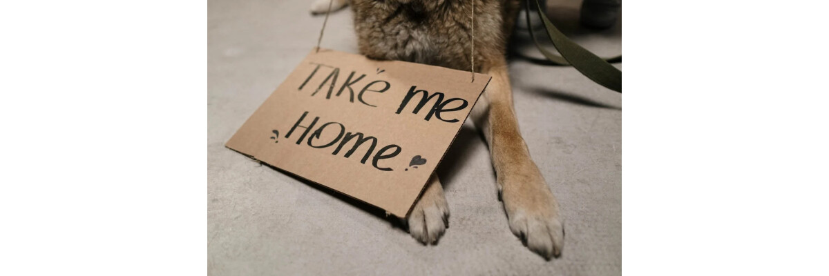 Hund aus dem Tierschutz adoptieren - Darauf solltest du achten - Hund aus dem Tierheim adoptieren - Darauf solltest du achten