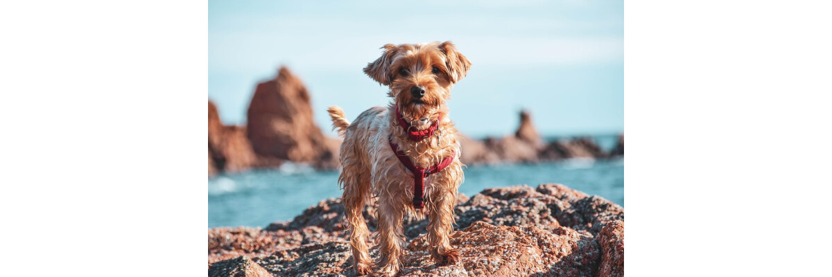 Hund bei Hitze abkühlen - die besten Sommerideen - Hund bei Hitze abkühlen - die besten Sommerideen