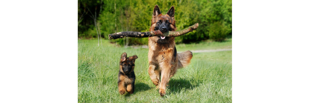 Traum vom Zweithund? Darauf solltest du achten - Traum vom Zweithund? Darauf solltest du achten