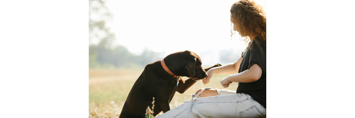 Bindung zum Hund stärken – So entsteht Vertrauen &amp; Nähe - Bindung zum Hund stärken – So entsteht Vertrauen &amp; Nähe