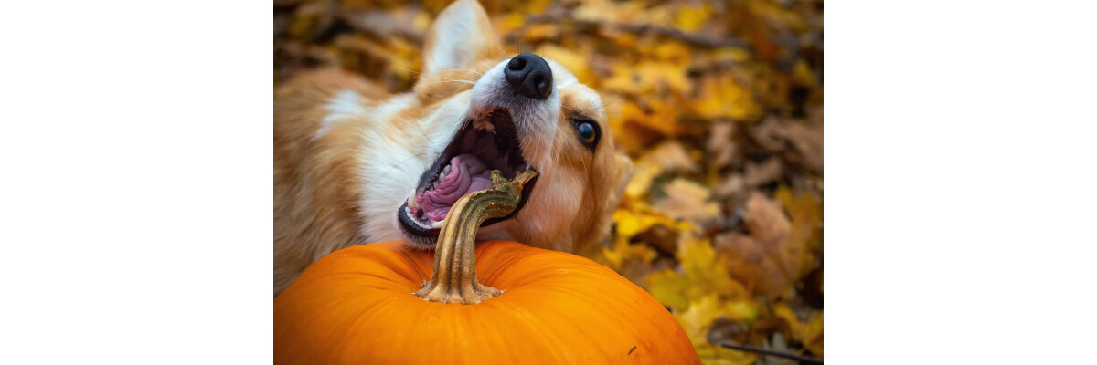 Happy Dogtober: Leckere Kürbis-Rezepte für Hunde - Happy Dogtober: Leckere Kürbis-Rezepte für Hunde