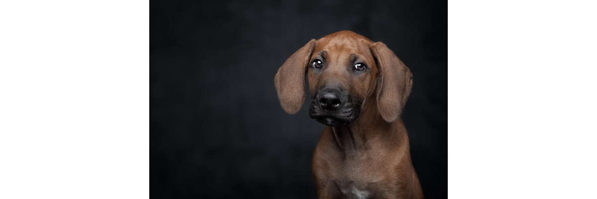Stress beim Hund erkennen: Körpersprache richtig deuten - Stress beim Hund erkennen: Körpersprache richtig deuten