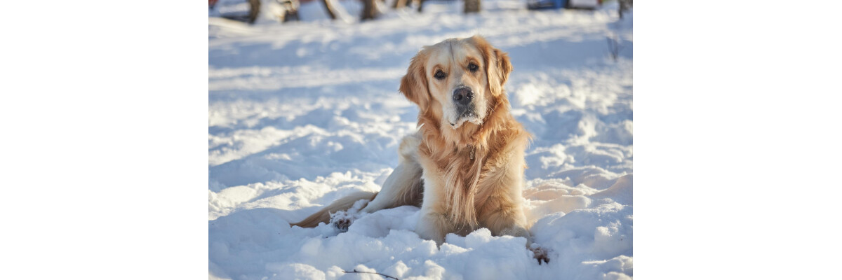 Hundegelenke im Winter: Tipps bei Kälte &amp; Arthrose - Hundegelenke im Winter: Tipps bei Kälte &amp; Arthrose