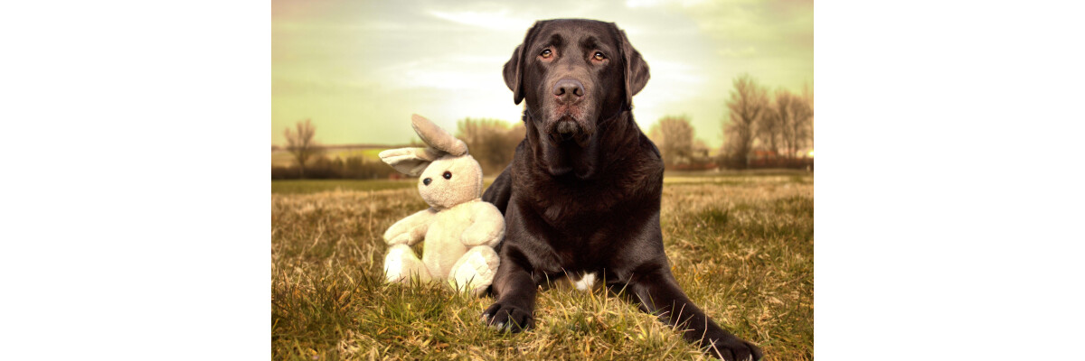 Ostern mit Hund: Ideen für ein spaßiges, sicheres &amp; leckeres Fest - Ostern mit Hund: Ideen für ein spaßiges, sicheres &amp; leckeres Fest