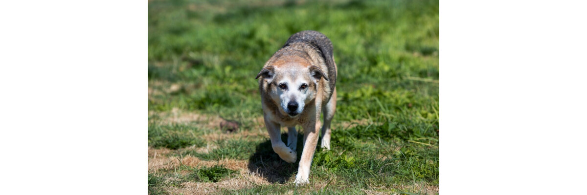 Arthrose beim Hund: Symptome erkennen, vorbeugen und natürlich unterstützen - 