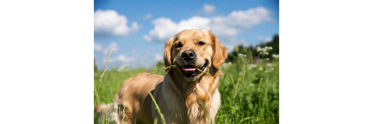 Warum frisst mein Hund Gras? Normales Verhalten oder Grund zur Sorge? - Warum frisst mein Hund Gras? Normales Verhalten oder Grund zur Sorge?
