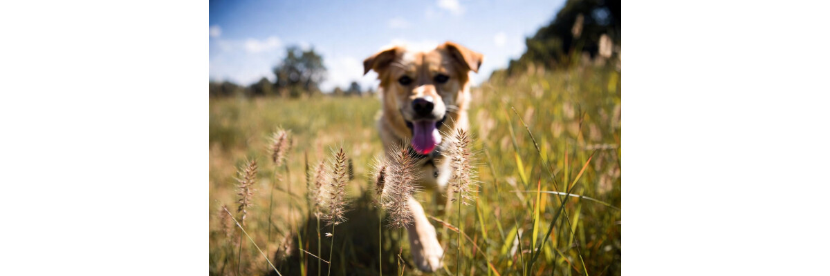Grannen beim Hund - Grannen beim Hund: Symptome, Behandlung und Vorbeugung