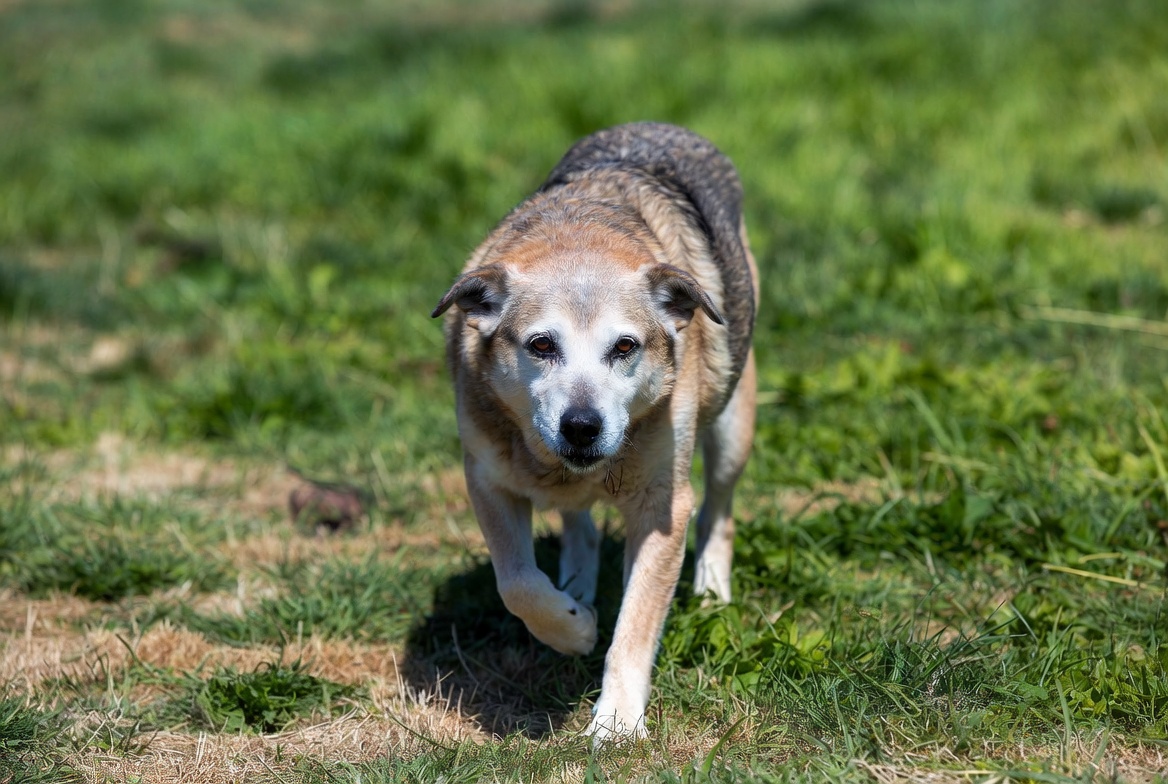 Hundesenior mit grauer Schnauze steht auf einer Wiese und hält die schmerzende Vorderpfote hoch