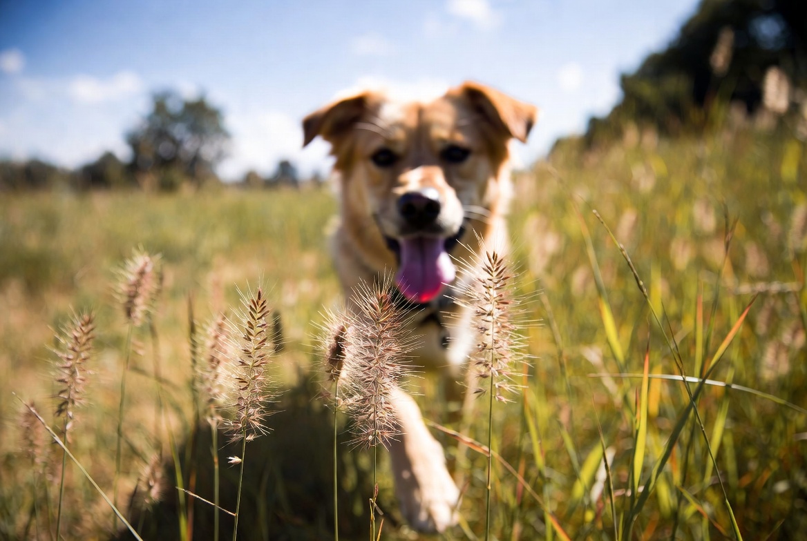 Hund läuft über eine Sommerwiese mit Gräsern