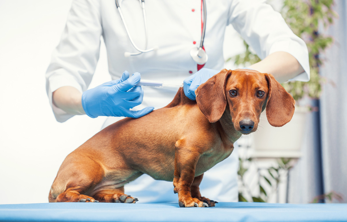 Hund wird vom Tierarzt untersucht