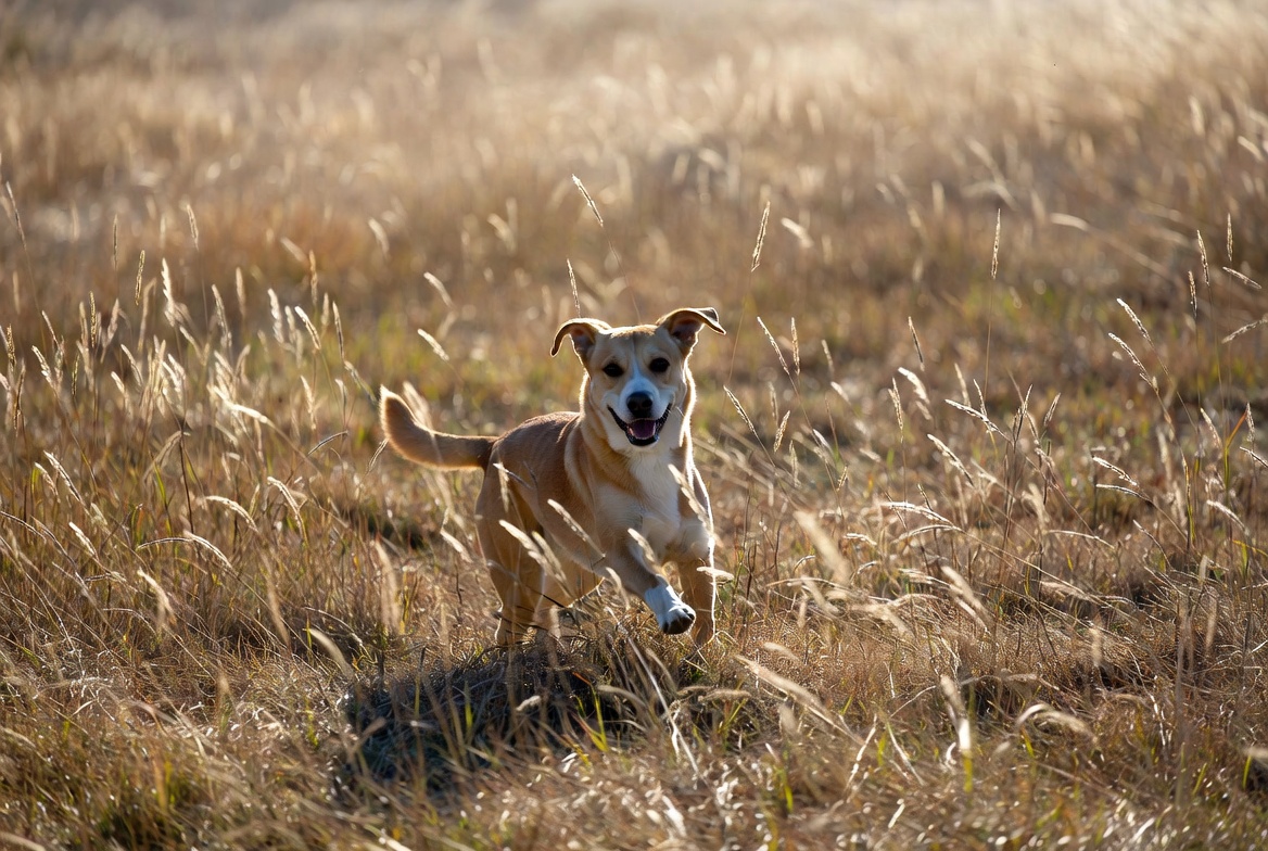 Ein Hund rennt im Sommer über eine Wiese mit hohem Gras