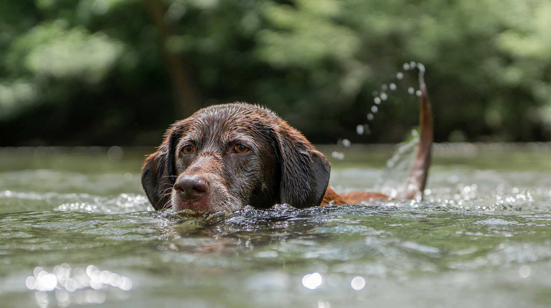 Hund schwimmt im Sommer in einem See.