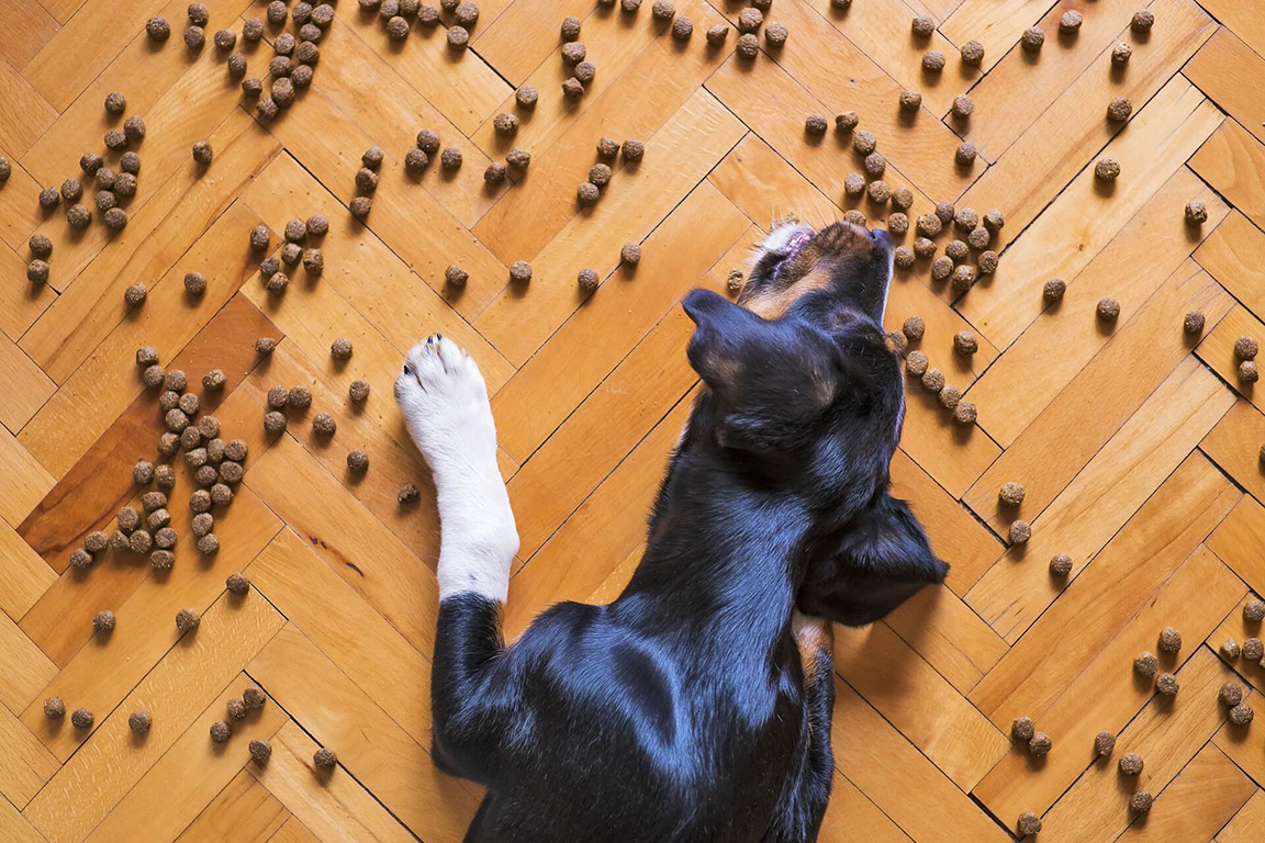 Hund frisst Trockenfutter vom Boden
