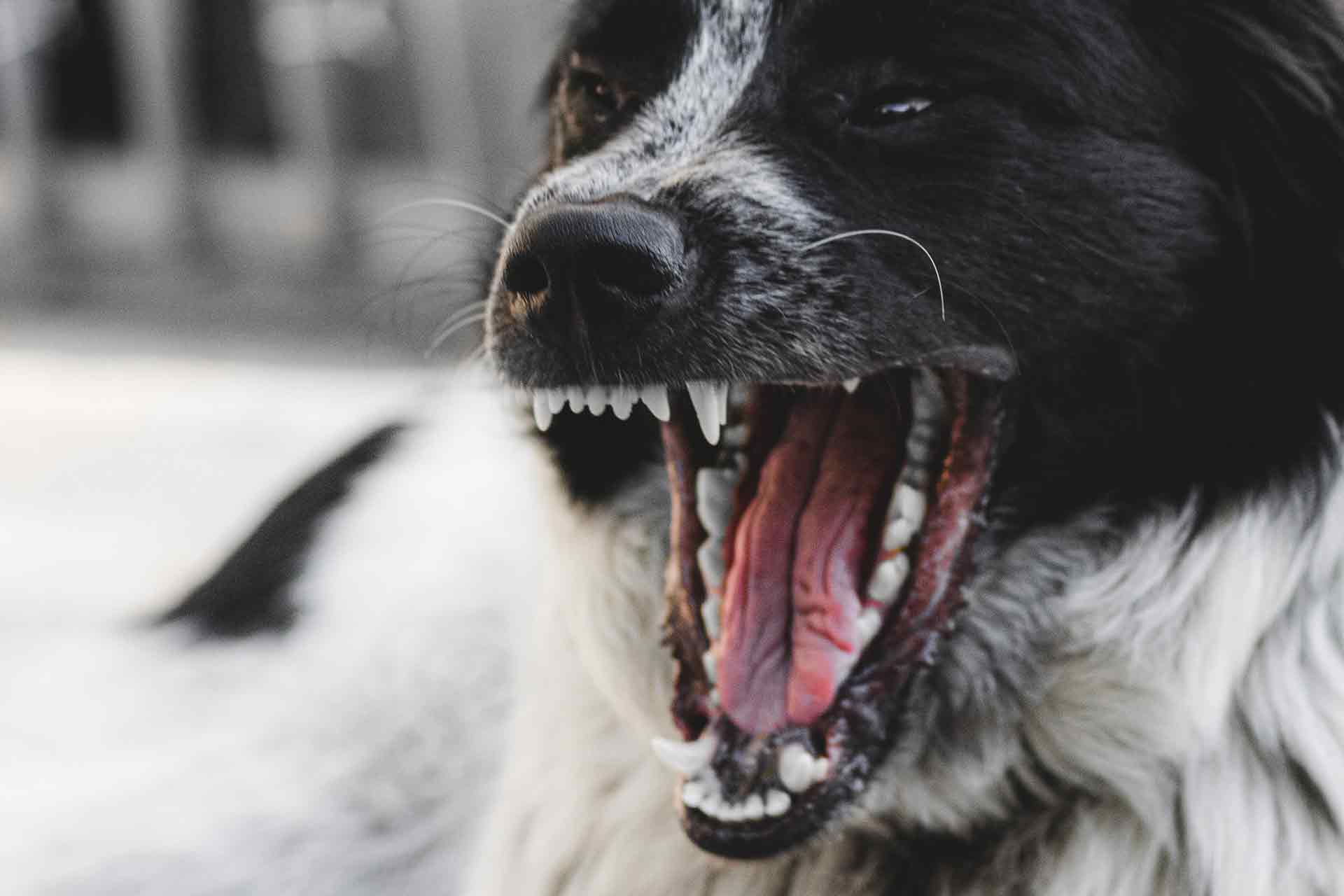 Hundegebiss mit 42 Zähnen