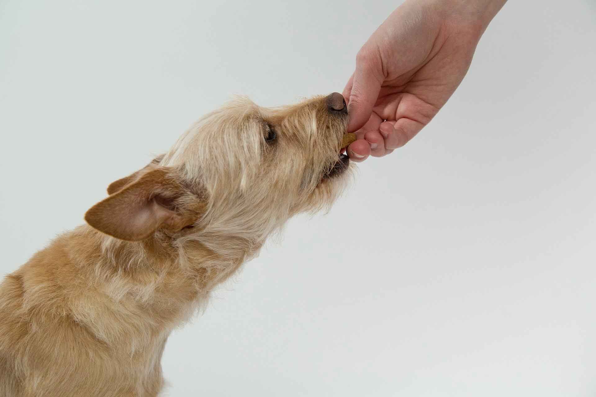 Hund bekommt ein Leckerli